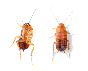 Cockroach on white background. Top and bottom view