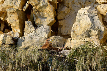 halbwüchsige Adlerbussarde im Felsennest // Long-legged buzzard (Buteo rufinus) - Donaudelta, Rumänien