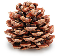 Stone pine cone with nuts under each cone scale isolated on white background. Front view, file...