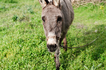 domestic donkey tied at paddock outdoors in green grass