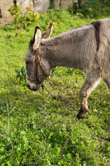 domestic donkey tied at paddock outdoors in green grass
