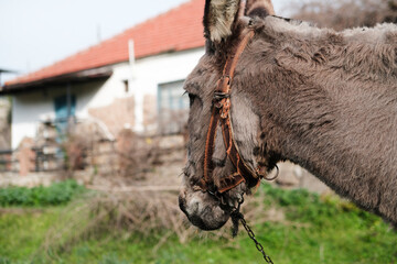 domestic donkey tied at paddock outdoors in green grass