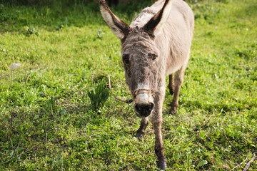 domestic donkey tied at paddock outdoors in green grass