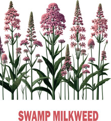 Swamp Milkweed Botanical logo Vector white background .