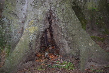 tree in the forest