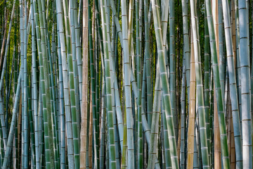 Sagano Bamboo Forest, Arashiyama, Kyoto, Japan