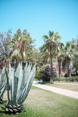 Agave plants in tropical garden under bright sunlight