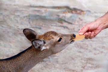 Wild sika deer eating cracker, Nara, Japan