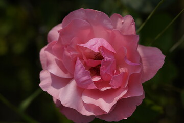 pink valentine rose between closed rose buds