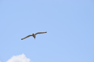 seagulls in the sky over the sea