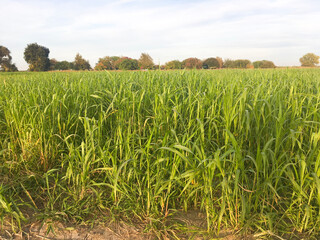 corn field in summer