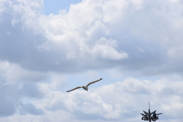 seagulls in the sky over the sea