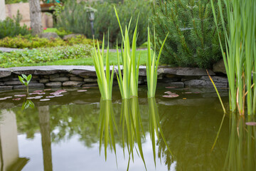 Garden pond with reeds and plants in the summer garden.