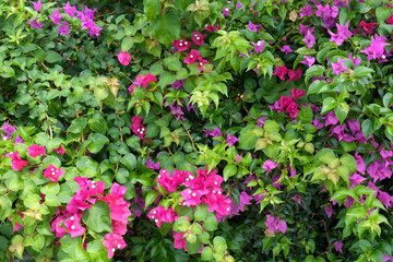 Antigua, West Indies. Local tropical flowers.