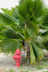 Antigua, West Indies. Local tropical flowers.