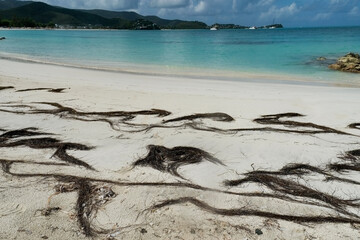 Antigua, West Indies. Seaweed creating pattens on the beach.