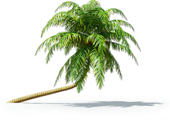 A stylized palm tree leaning over a calm body of water, evoking a tropical or beach setting.