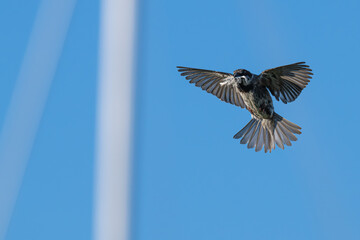 Purple martin in flight with feathers in its beak for nesting.