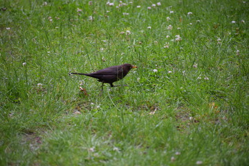 blackbird on the grass