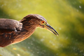 great blue heron