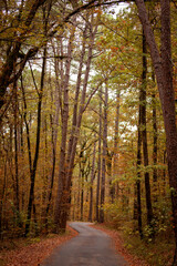 path through the autumn trees
