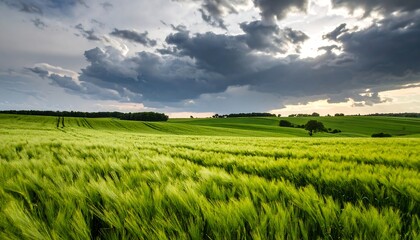 Stormy Sky Over Green Wheat Field.