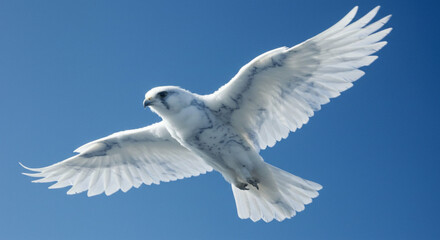 Fototapeta premium White falcon with grey markings soars in flight against a vivid blue sky