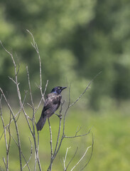 Beautiful Common Grackle in the sun on a bare shrub in spring in Ontario