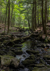 Rocky creek  through forest in Barnam Conservation Area in Haliburton Ontario