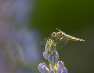 Four-spotted skimmer dragonfly on purple lupine wildflower blossom