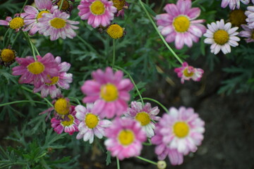 Obraz premium pink flowers in the garden