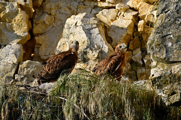 juvenile Long-legged buzzards in the nest // halbwüchsige Adlerbussarde im Felsennest  (Buteo...