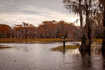 Directions in the swamp
