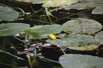 yellow lily on the river