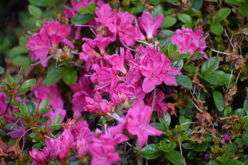 beautiful blooming flowers in the garden