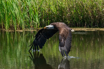 Canada, Ontario. Bald eagle in flight with wings touching water.