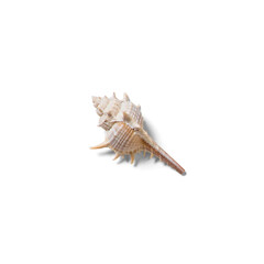 A detailed image of a seashell showcasing its unique texture and shape, often found on beaches.