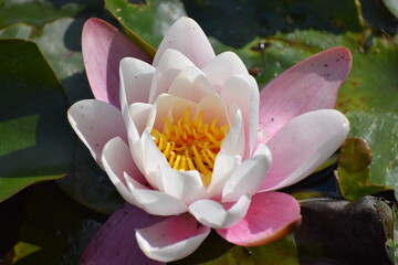 pink water lilies
