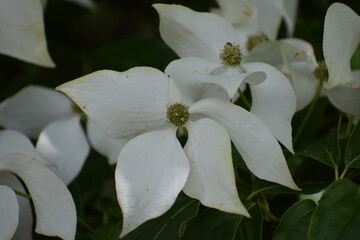 white flowers in the garden © MARIA – Nature