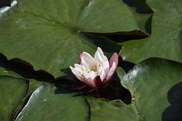 pink water lily