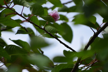 close - up shot of beautiful blossoming branches
