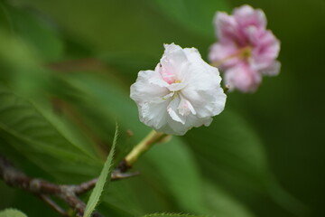close up of a pink flower in a garden