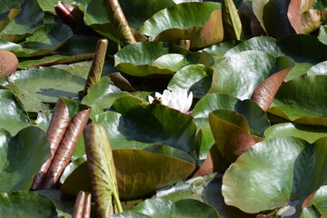 water lilies on the river