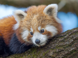 Red Panda or Lesser Panda in Hellabrunn Zoo in Munich. Germany, Munich