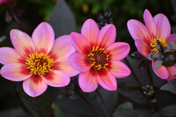 pink and yellow flower