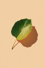 Single green leaf casting shadow on beige background
