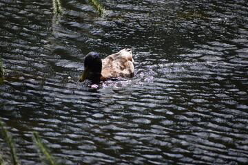 wild ducks swim in the water © MARIA