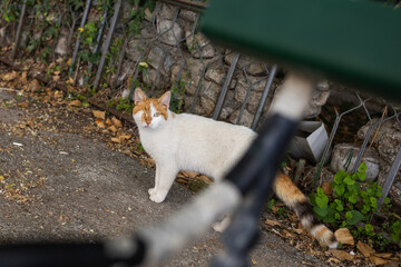 One-eyed stray cat looking at the camera. Gritty urban life, vulnerability and quiet strength in...
