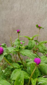 Globe ameranth (Gomphrena globosa) plant in rain, vibrant violet flower blooms and leaves glistening with raindrops. Tranquil nature scene.