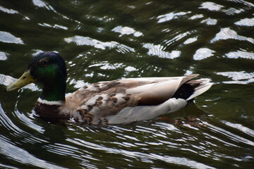 wild ducks swim in the water